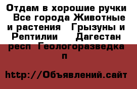 Отдам в хорошие ручки - Все города Животные и растения » Грызуны и Рептилии   . Дагестан респ.,Геологоразведка п.